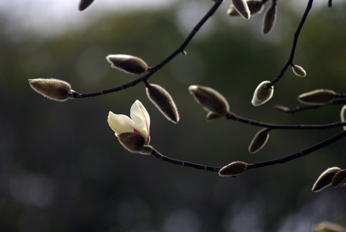 Çò¤¤²Ö̾¤ò¤Û¿Ò¤Í¤Æ¤â²¼¤ò¸þ¤