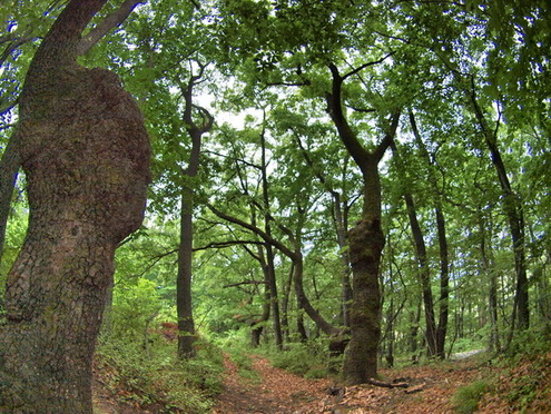 ÂݸŤꤷݫ¤ÎÏ·ÌڸϤì¤Ë¤±¤ê