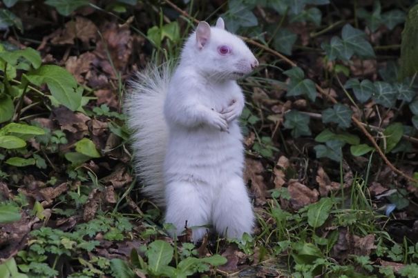 これは珍しい アルビノのリスの写真が撮られた 世界おもしろ動物事件簿 あにまるニュース これは珍しい アルビノのリスの写真が撮られた 世界おもしろ動物事件簿 あにまるニュース