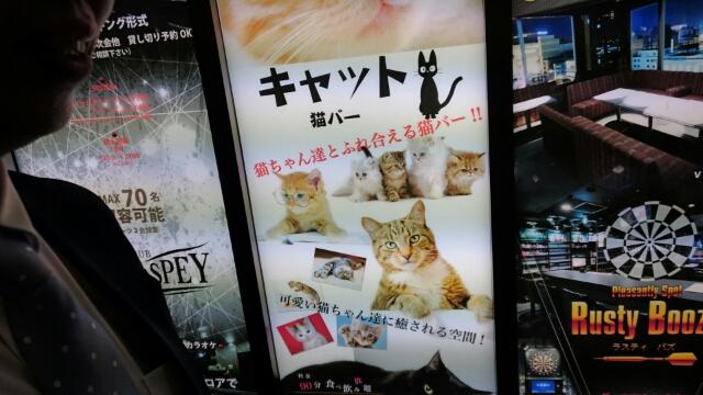 くしろ猫バー その名も キャット かりんとーのことよぎす くしろ猫バー その名も キャット かりんとーのことよぎす