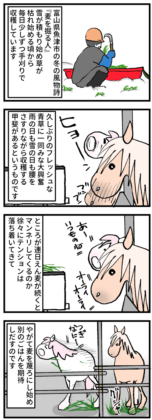 えん麦1