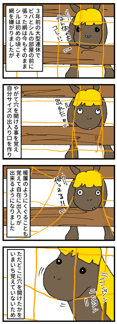シル綱1