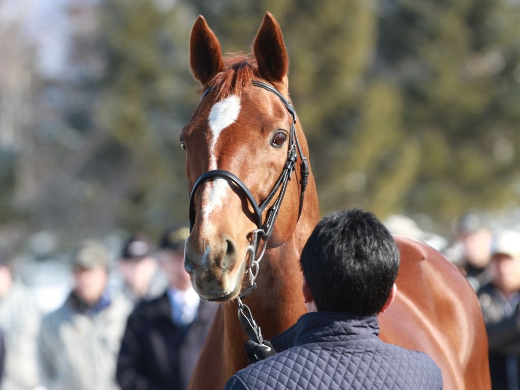 うまレター北国定期便 : JBBA胆振・静内種馬場種牡馬展示会
