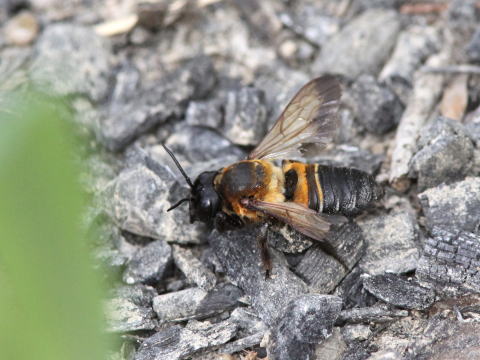 有剣類 ハナバチ類 ミツバチ科 コシブトハナバチ科 ムカシハナバチ科 ハキリバチ科他 馬見丘陵公園の昆虫