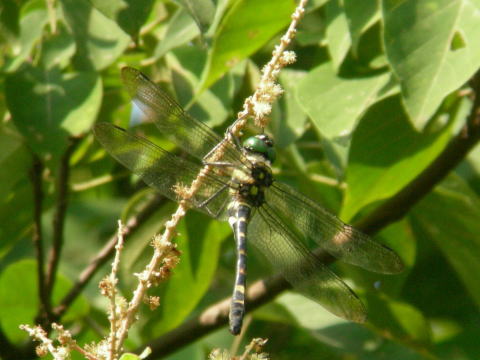 馬見丘陵公園の昆虫