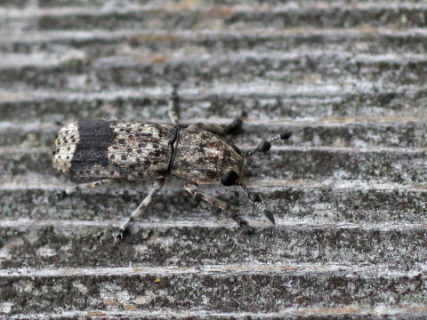 ゾウムシの仲間 ヒゲナガゾウムシ科 ゾウムシ科 オサゾウムシ科 オトシブミ科 馬見丘陵公園の昆虫