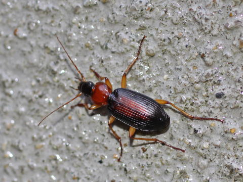 オサムシ科・ハンミョウ科 : 馬見丘陵公園の昆虫