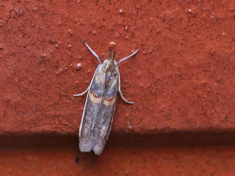 馬見丘陵公園の昆虫 : メイガの仲間
