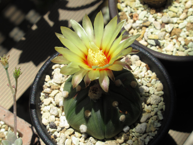 ルリ兜も咲いた 馬に蹴られた日もあれば