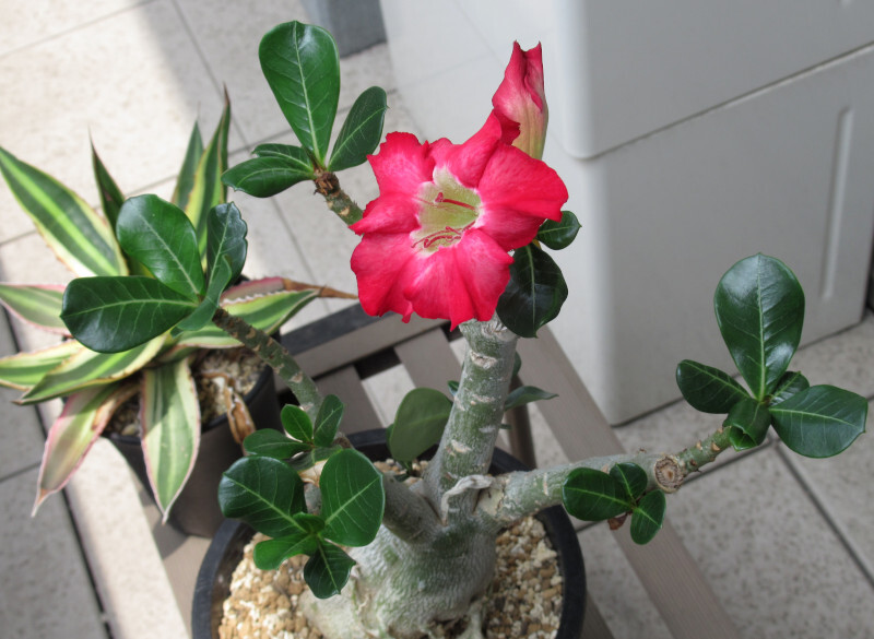 待望の花 馬に蹴られた日もあれば