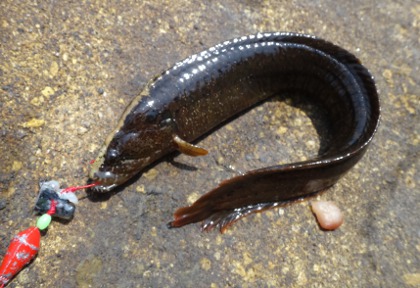 猿島でギンポ釣り 馬に蹴られた日もあれば 猿島でギンポ釣り 馬に蹴られた日もあれば