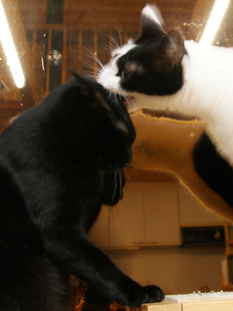 DSC04631.jpg