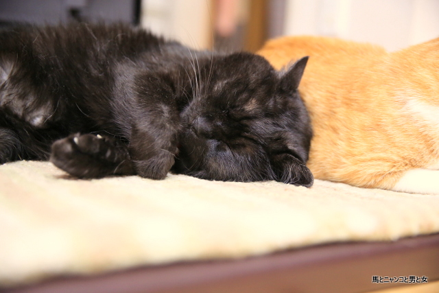 黒い梅干 : 馬とニャンコと男と女 Powered by ライブドアブログ