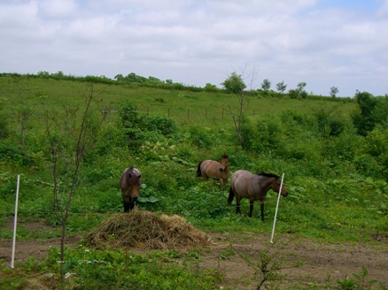 20070710232424.jpg