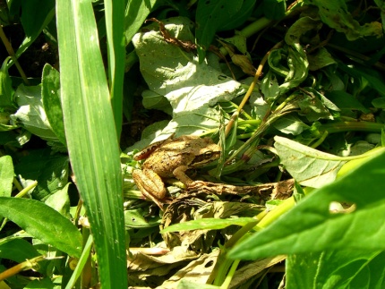 20070706002106.jpg