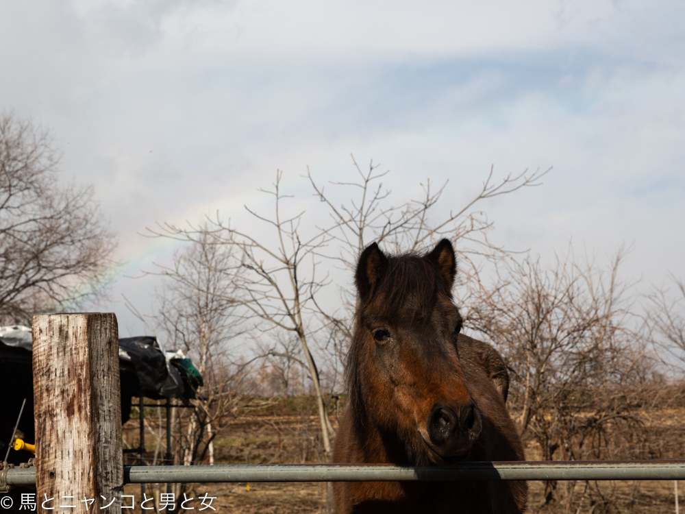 かわいいお客 馬とニャンコと男と女 Powered By ライブドアブログ