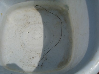 20070709224906.jpg