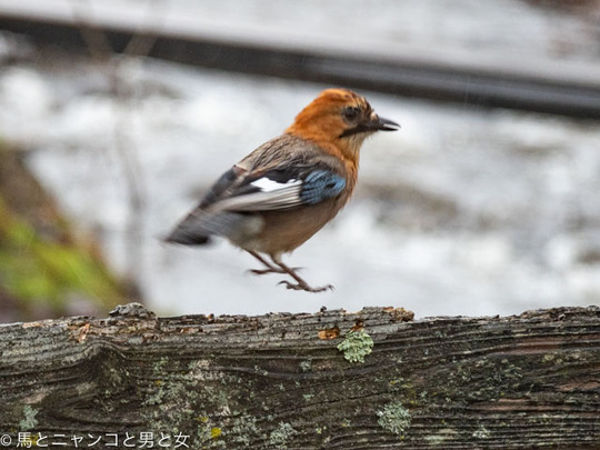 _DSC0324