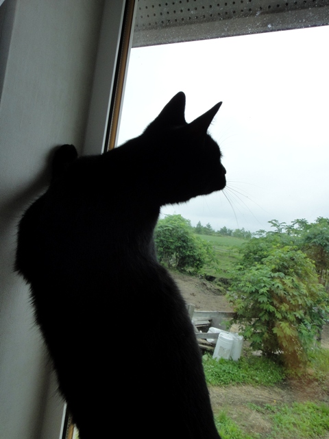 DSC00534.jpg