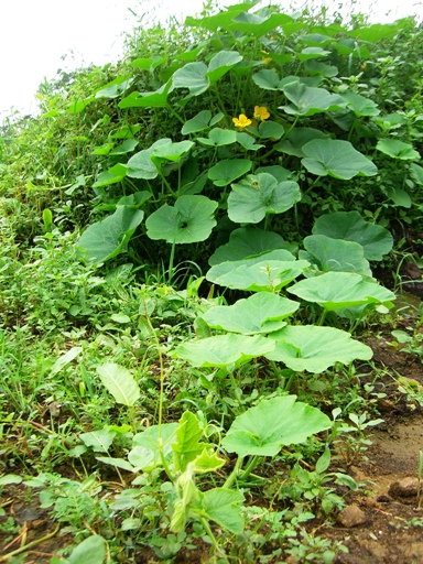 20060907234545.jpg