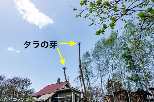 _DSC5366のコピー