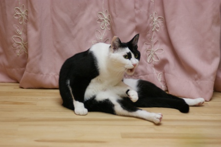 画像 243