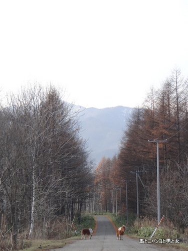 DSC02571.jpg