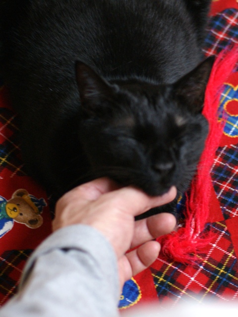 コピー ~ DSC03946