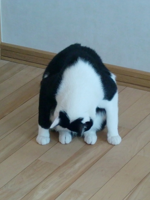 画像 001