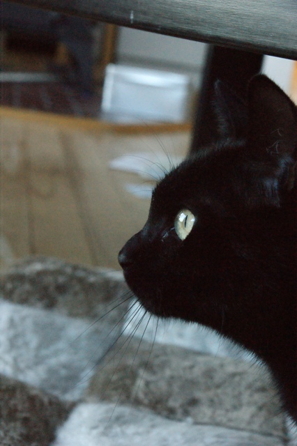 DSC02011.jpg