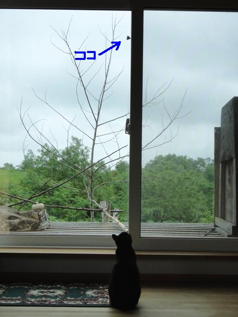 DSC00536.jpg