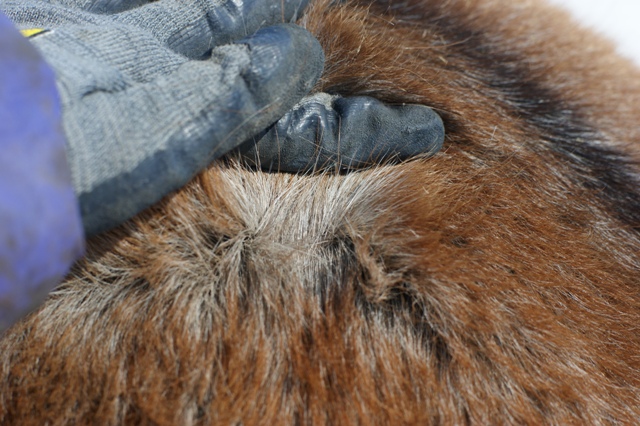 痒い 馬とニャンコと男と女 Powered By ライブドアブログ