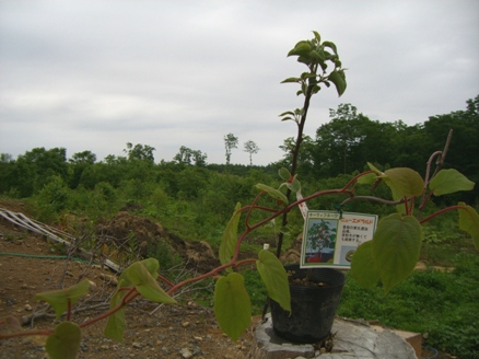 20070701233436.jpg