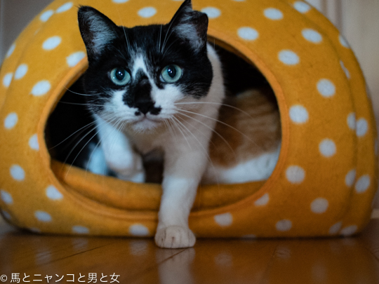 DSC00527