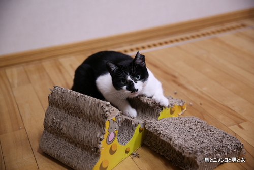 8947137d.jpg