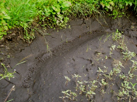20070718203352.jpg