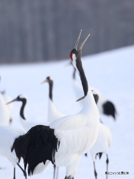 6R3A9835