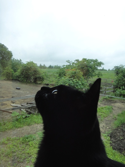 DSC00532.jpg