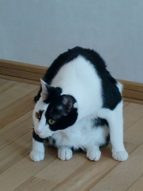 画像 003