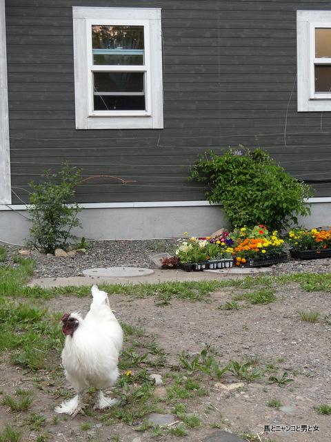 DSC08053.jpg