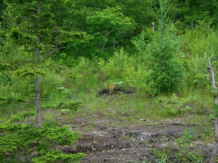 20070717232254.jpg
