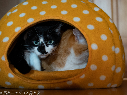 DSC00526