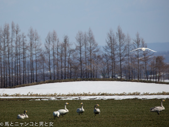 6R3A3118