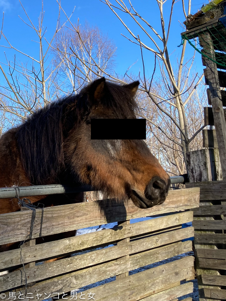 飼い馬に 馬とニャンコと男と女 Powered By ライブドアブログ