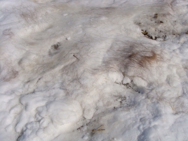 痒い 馬とニャンコと男と女 Powered By ライブドアブログ