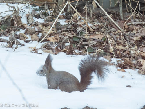 _DSC4390
