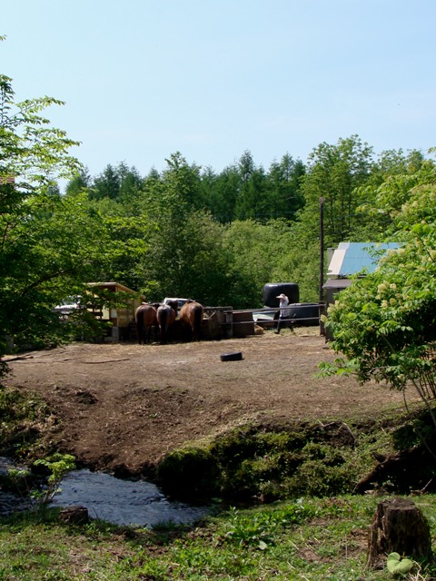 DSC06016_20100613233749.jpg