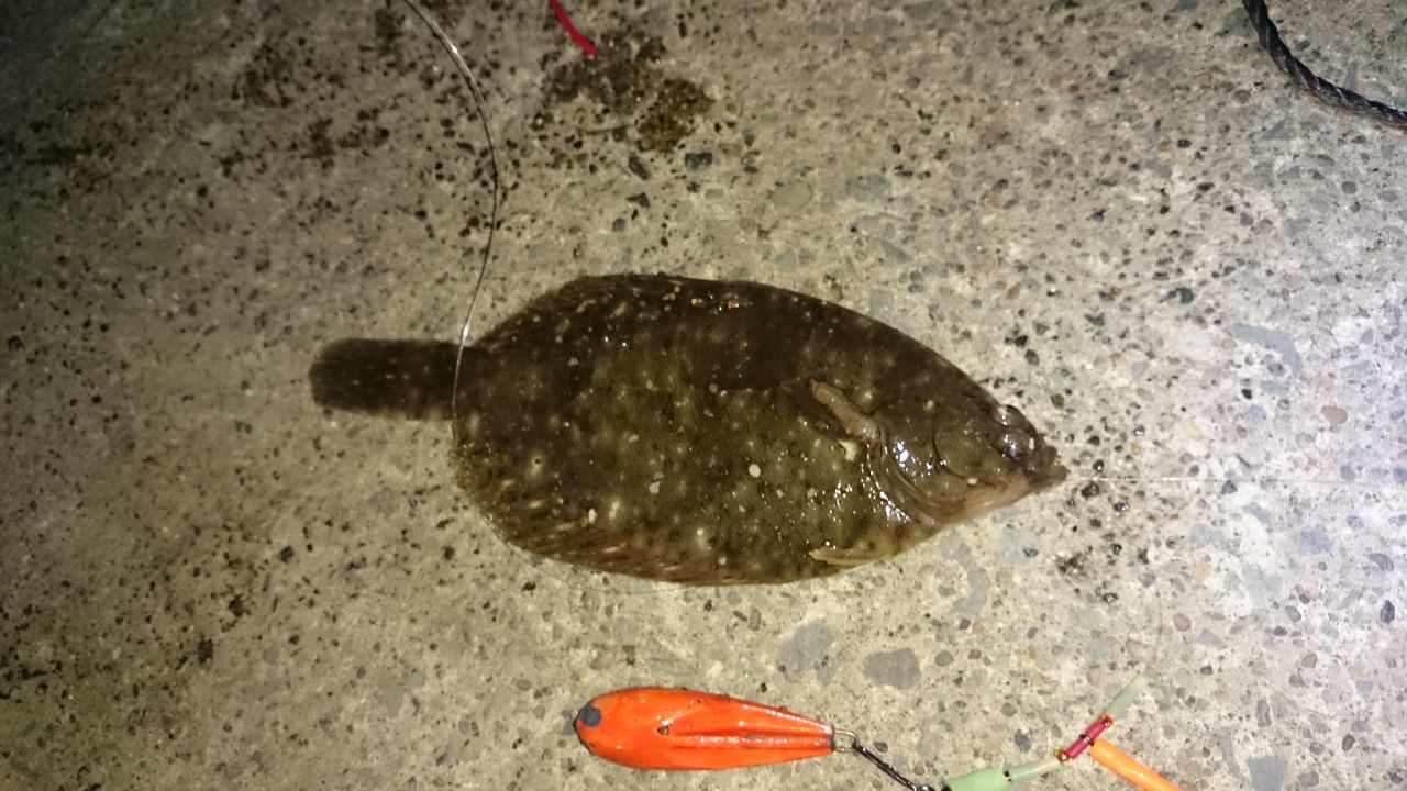 4 6 夜カレイで40upゲット 旧 ３ ８で釣ろう