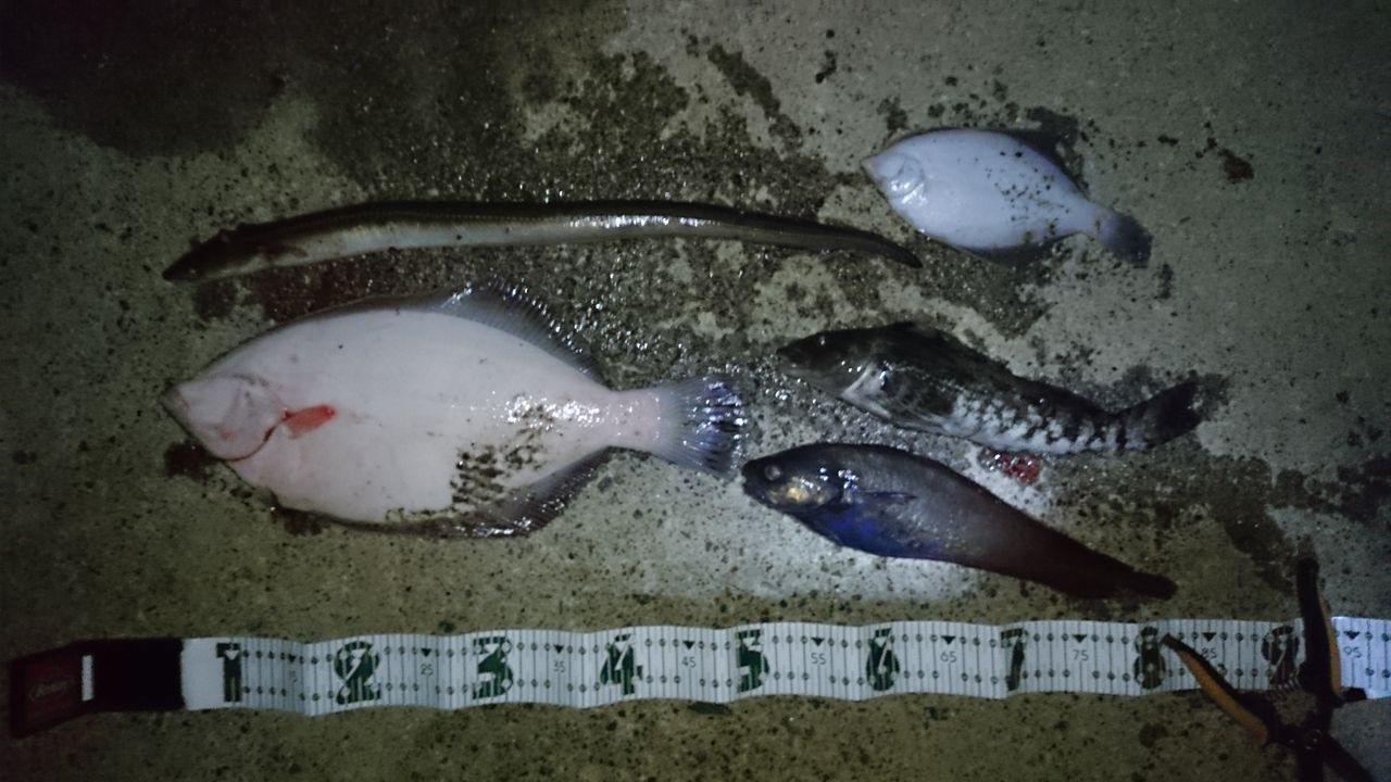 4 6 夜カレイで40upゲット 旧 ３ ８で釣ろう
