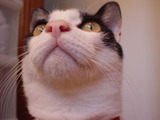 �̥��